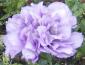 LavenderLisianthus's picture
